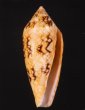 キンランイモ Conus legatusfig.1