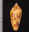 キンランイモ Conus legatusfig.2