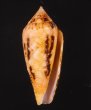 キンランイモ Conus legatusfig.1