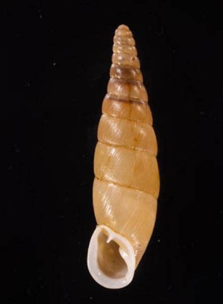 オキギセル Vastina vastafig.1