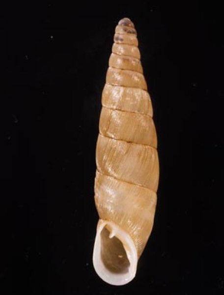 オキギセル Vastina vastafig.1