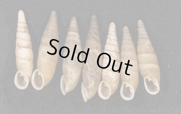 画像1: オキギセル  SALE! (1)