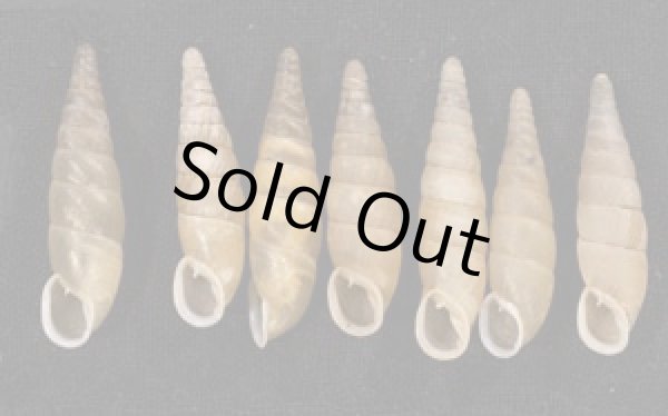 画像1: オキギセル  SALE! (1)