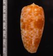 ナツメイモ Conus bullatusfig.2