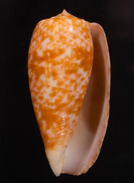 ナツメイモ Conus bullatusfig.1