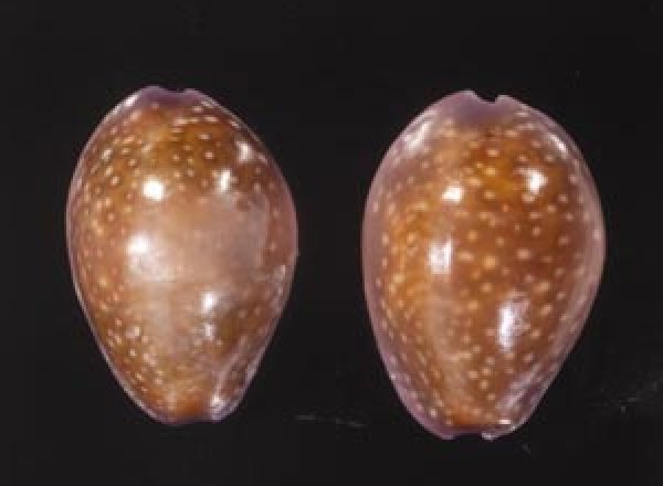 アヤメダカラ Erosaria porariafig.1