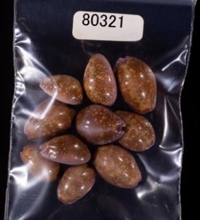 エヌです　COWRIES　マリコリセテダカラガイ　貝殻　おまけ付き 73813dca170b96bbb1a597234a3001