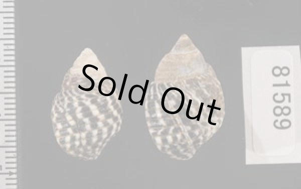 画像2: ゴマフニナ (2)