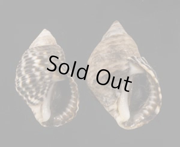 画像1: ゴマフニナ (1)