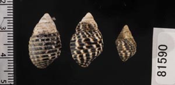 画像2: ゴマフニナ (2)