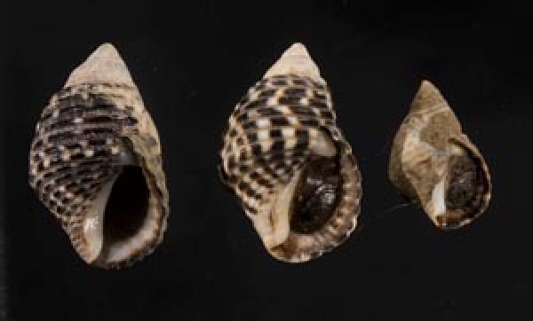 画像1: ゴマフニナ (1)