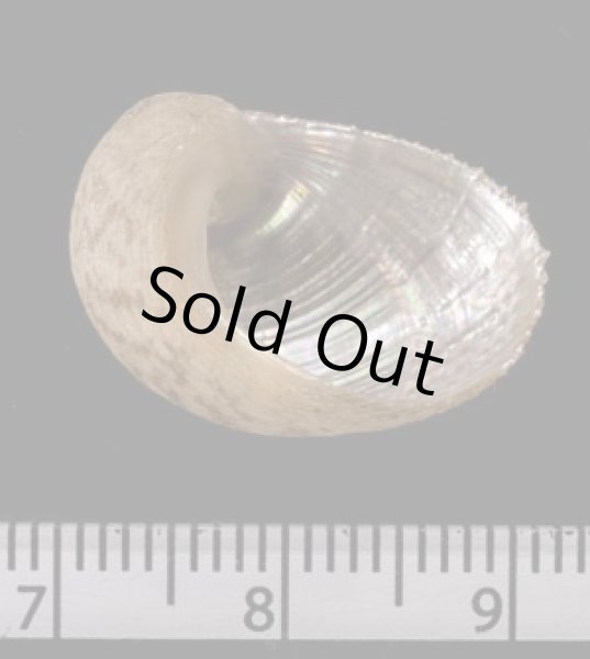 画像2: オオアシヤガイ (2)