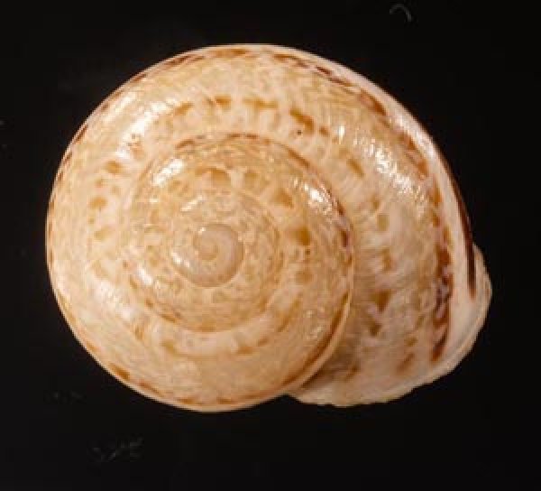 ジブラルタルカサマイマイ (仮称) Iberus marmoratusfig.1