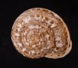 ジブラルタルカサマイマイの亜種 Iberus marmoratus violaceusfig.1