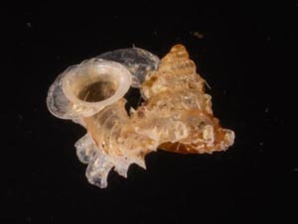 サンダカンノタウチガイ Opisthostoma mirabilefig.1