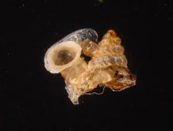 サンダカンノタウチガイ Opisthostoma mirabilefig.1