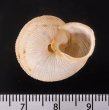 ロシタジブラルタルカサマイマイ (仮称) Iberus marmoratus rositaifig.3