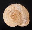 ロシタジブラルタルカサマイマイ (仮称) Iberus marmoratus rositaifig.1