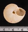 ロシタジブラルタルカサマイマイ (仮称) Iberus marmoratus rositaifig.3