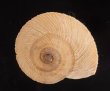 ロシタジブラルタルカサマイマイ (仮称) Iberus marmoratus rositaifig.1