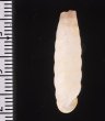 シロハイチオオサナギ (仮称) Archegocoptis eximiafig.2