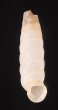 シロハイチオオサナギ (仮称) Archegocoptis eximiafig.1