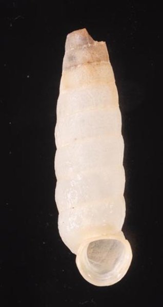 シロハイチオオサナギ (仮称) Archegocoptis eximiafig.1