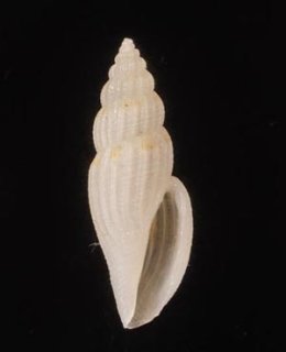 Japanese Seashells - 美貝 BIGAI
