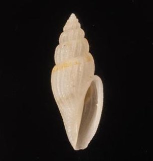 Japanese Seashells - 美貝 BIGAI