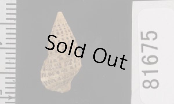 画像2: ハナヤカカニモリ (2)