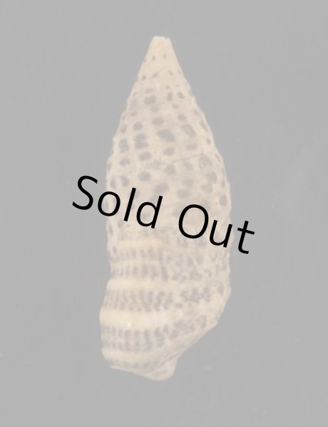 画像3: ハナヤカカニモリ (3)