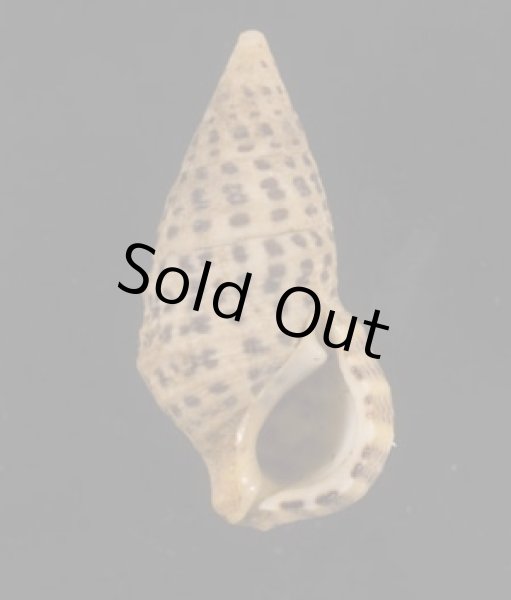 画像1: ハナヤカカニモリ (1)