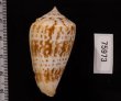 アデンキリンイモ Conus inscriptus adenensisfig.2