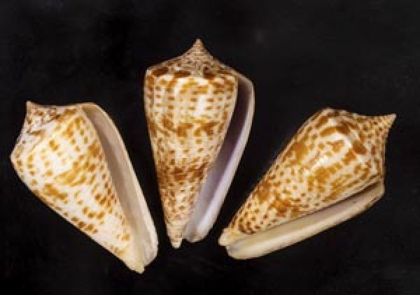 画像1: アデンキリンイモ  SALE! (1)