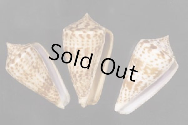 画像1: アデンキリンイモ  SALE! (1)