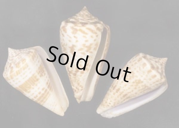 画像1: アデンキリンイモ  SALE! (1)