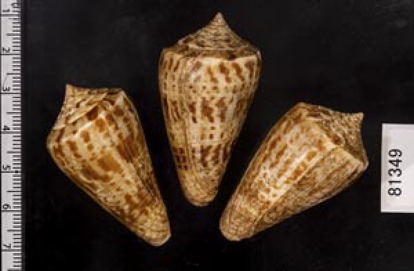 画像2: アデンキリンイモ  SALE! (2)