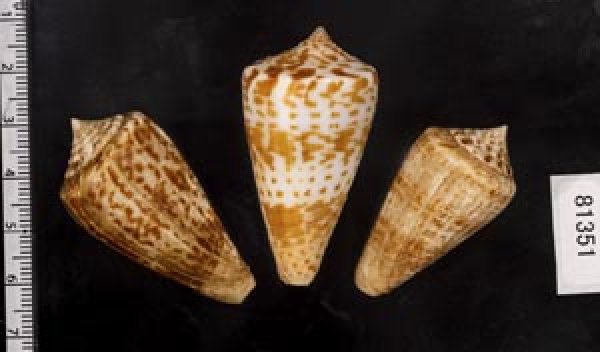 画像2: アデンキリンイモ  SALE! (2)