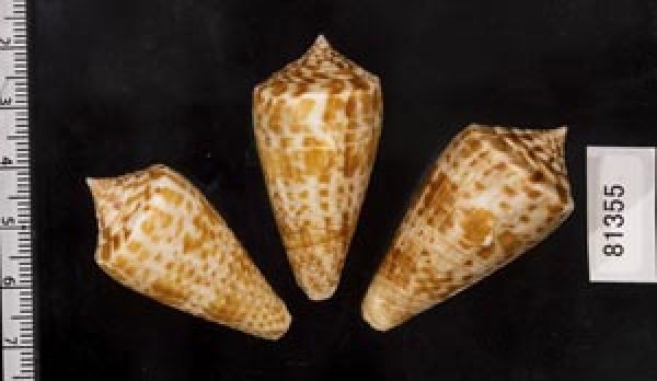 画像2: アデンキリンイモ  SALE! (2)