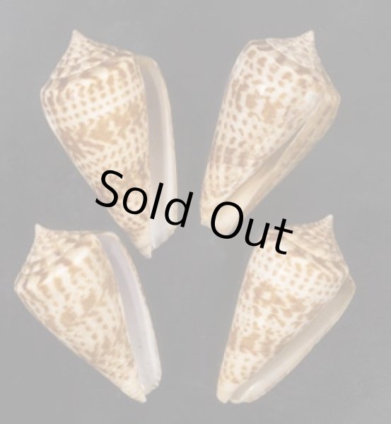 画像1: アデンキリンイモ  SALE! (1)