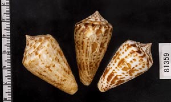 画像2: アデンキリンイモ  SALE! (2)