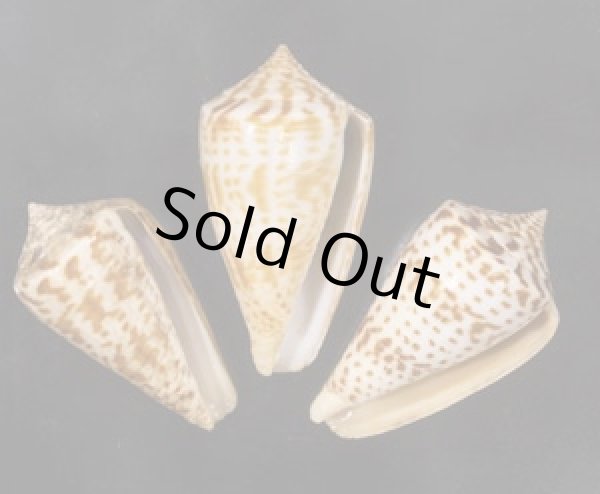 画像1: アデンキリンイモ  SALE! (1)