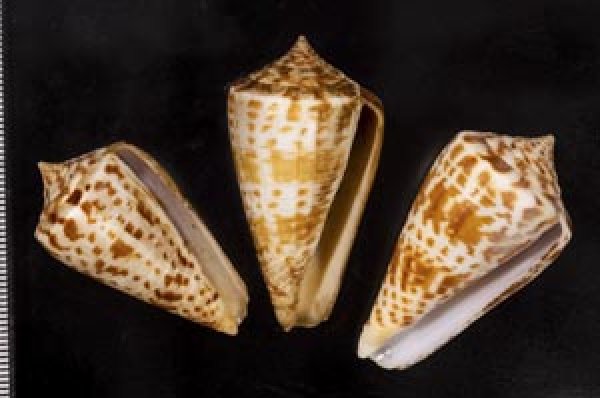 画像1: アデンキリンイモ  SALE! (1)