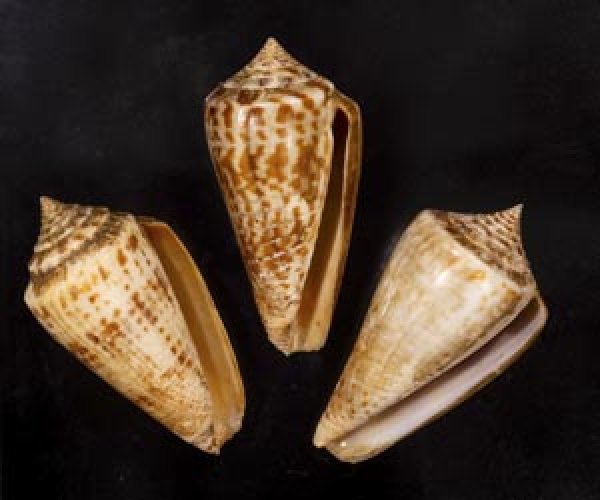 画像1: アデンキリンイモ  SALE! (1)