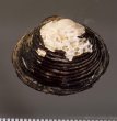 ラナオシジミ 未詳 Corbicula sp.fig.2