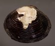 ラナオシジミ 未詳 Corbicula sp.fig.1