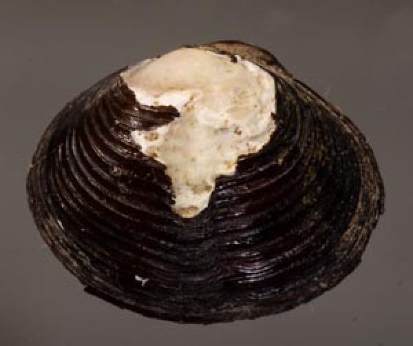 ラナオシジミ 未詳 Corbicula sp.fig.1