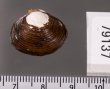 ラナオシジミ 未詳 Corbicula sp.fig.2
