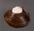 ラナオシジミ 未詳 Corbicula sp.fig.1