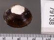 ラナオシジミ 未詳 Corbicula sp.fig.2